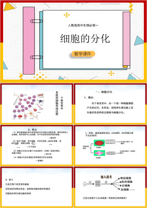 高中生物人教版必修一《细胞分化》课件