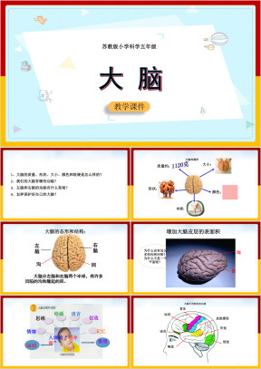 小学科学苏教版五年级全册《大脑》课件